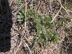 Astragalus plattensis
