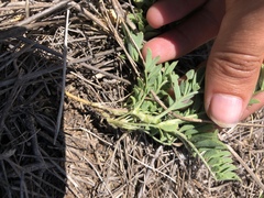Astragalus plattensis