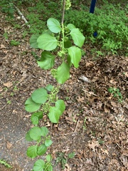 Celastrus orbiculatus