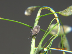 Ceutorhynchus picitarsis