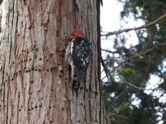 Sphyrapicus ruber