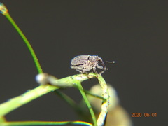 Ceutorhynchus picitarsis