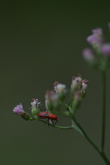 Spilostethus hospes