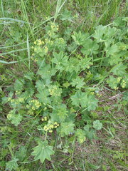 Alchemilla subcrenata