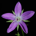 Triodanis biflora - Photo (c) Doug Goldman, μερικά δικαιώματα διατηρούνται (CC BY)