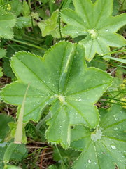 Alchemilla subcrenata