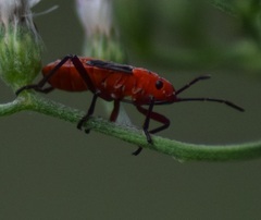 Spilostethus hospes