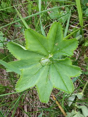 Alchemilla subcrenata
