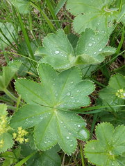 Alchemilla subcrenata
