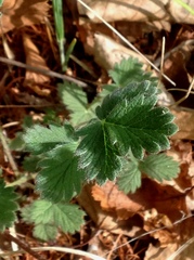Potentilla evestita