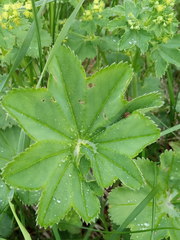 Alchemilla subcrenata