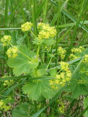 Alchemilla subcrenata
