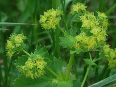Alchemilla subcrenata