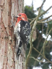 Sphyrapicus ruber