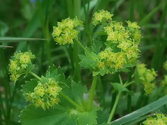 Alchemilla subcrenata
