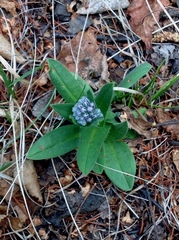 Myosotis alpestris