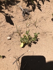 Cycloloma atriplicifolium