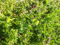 Alchemilla subcrenata