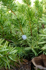 Juniperus rigida