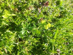 Alchemilla subcrenata