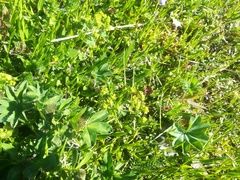 Alchemilla subcrenata