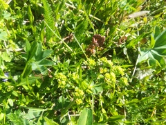 Alchemilla subcrenata