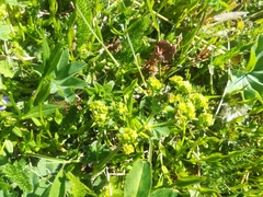 Alchemilla subcrenata