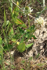 Trifolium ambiguum