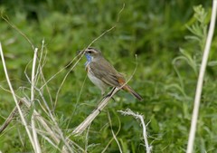 Luscinia svecica svecica