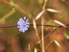Cichorium pumilum