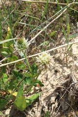 Trifolium ambiguum