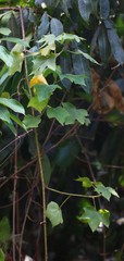 Hibiscus hispidissimus