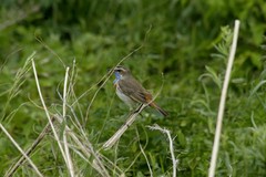 Luscinia svecica svecica