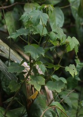 Hibiscus hispidissimus