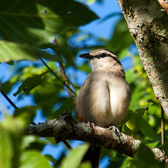 Tchagra australis