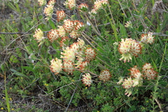 Anthyllis vulneraria polyphylla
