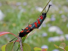 Zygaena oxytropis