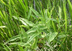 Rumex hydrolapathum