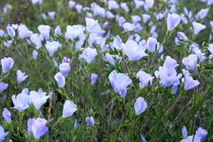 Linum lanuginosum