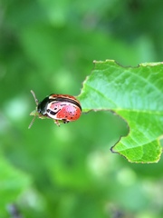 Calligrapha spiraeae