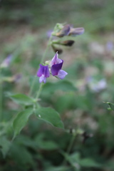 Lathyrus laxiflorus