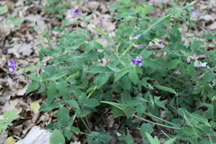 Lathyrus laxiflorus
