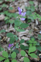 Lathyrus laxiflorus