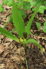 Colchicum umbrosum