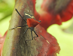 Leptoscelis militaris