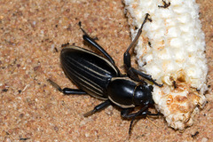 Chiliarchum bertolonii