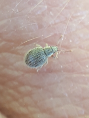 Brachysomus echinatus