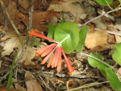 Lonicera arizonica