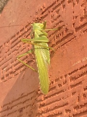 Tettigonia viridissima