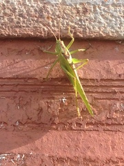 Tettigonia viridissima